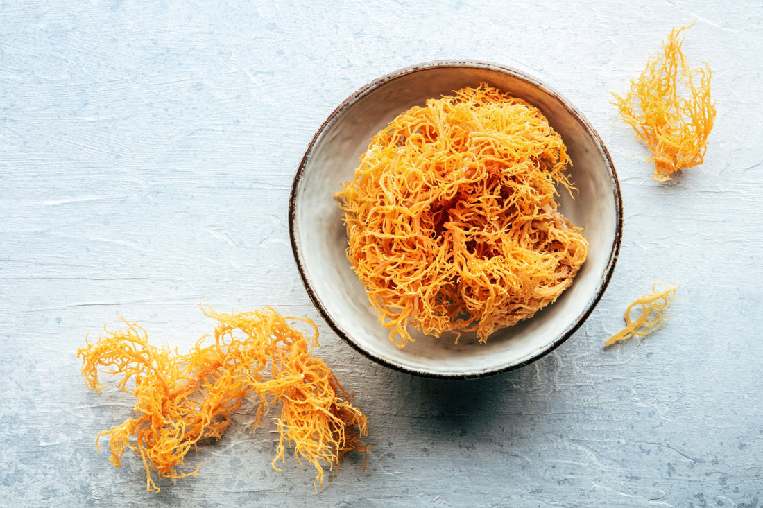 Sea Moss: The Ocean’s Source of Natural Minerals