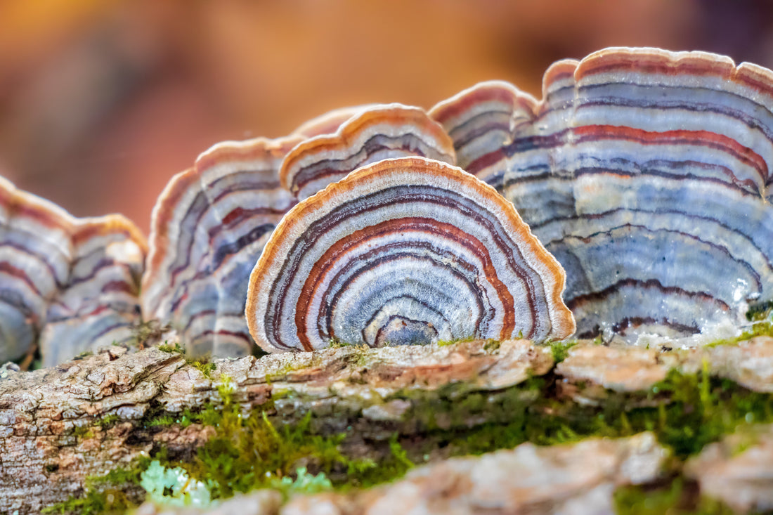 The Mushroom Way: Five Natural Allies for Mind and Body