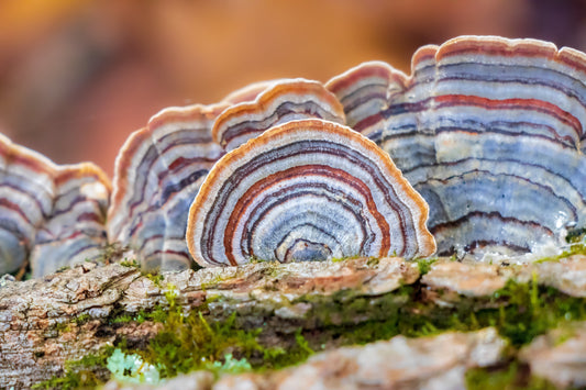 The Mushroom Way: Five Natural Allies for Mind and Body